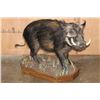 Image 1 : Life-sized BUSHPIG on a Decorative Wood Base