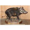 Image 2 : Life-sized BUSHPIG on a Decorative Wood Base