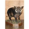 Image 3 : Life-sized BUSHPIG on a Decorative Wood Base