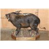 Image 4 : Life-sized BUSHPIG on a Decorative Wood Base