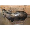 Image 5 : Life-sized BUSHPIG on a Decorative Wood Base