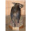 Image 6 : Life-sized BUSHPIG on a Decorative Wood Base