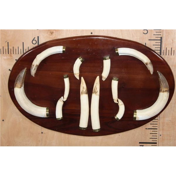 Set of (12) Ivory HIPPOPOTAMUS Tusks Displayed on a Wood Plaque