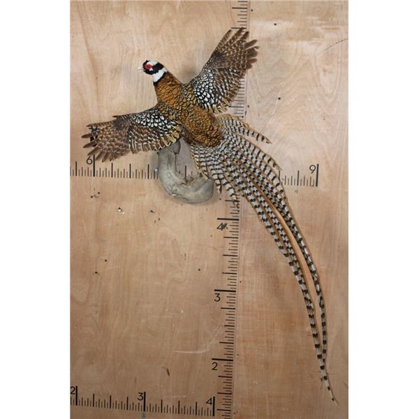 Life-sized Flying REEVE'S PHEASANT Mounted on Driftwood