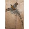 Image 1 : Life-sized Flying REEVE'S PHEASANT Mounted on Driftwood