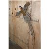 Image 3 : Life-sized Flying REEVE'S PHEASANT Mounted on Driftwood
