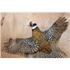 Image 4 : Life-sized Flying REEVE'S PHEASANT Mounted on Driftwood