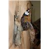 Image 7 : Life-sized Flying REEVE'S PHEASANT Mounted on Driftwood