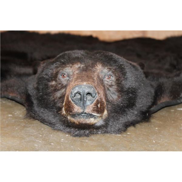 Big BLACKBEAR Hide or BLACKBEAR Rug with Carpet Backing and Leather Piping