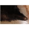 Image 7 : Big BLACKBEAR Hide or BLACKBEAR Rug with Carpet Backing and Leather Piping