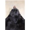 Image 9 : Big BLACKBEAR Hide or BLACKBEAR Rug with Carpet Backing and Leather Piping