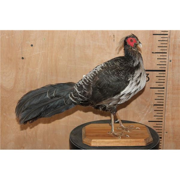 *Rarely Seen* WHITE-CRESTED KALIJ PHEASANT on a Wood Base
