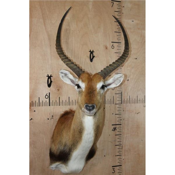 KAFUE LECHWE Shoulder Mount