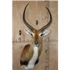 Image 1 : KAFUE LECHWE Shoulder Mount