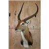 Image 2 : KAFUE LECHWE Shoulder Mount