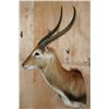 Image 3 : KAFUE LECHWE Shoulder Mount
