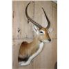 Image 4 : KAFUE LECHWE Shoulder Mount