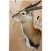 Image 6 : KAFUE LECHWE Shoulder Mount