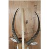 Image 8 : KAFUE LECHWE Shoulder Mount