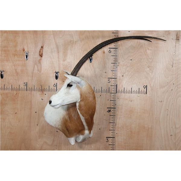 *TEXAS RESIDENTS ONLY* XL SCIMITAR HORNED ORYX Wall Pedestal