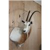 Image 2 : *TEXAS RESIDENTS ONLY* XL SCIMITAR HORNED ORYX Wall Pedestal