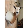 Image 3 : *TEXAS RESIDENTS ONLY* XL SCIMITAR HORNED ORYX Wall Pedestal