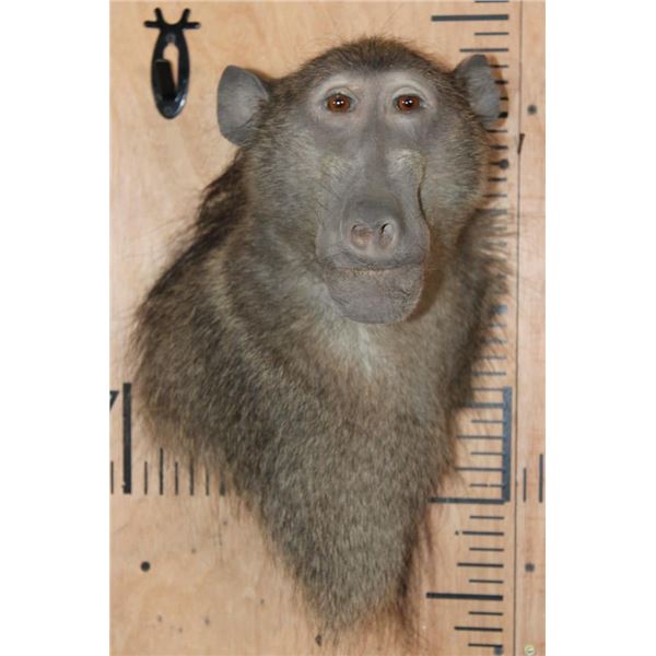 BABOON Wall Pedestal Mount