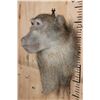Image 3 : BABOON Wall Pedestal Mount