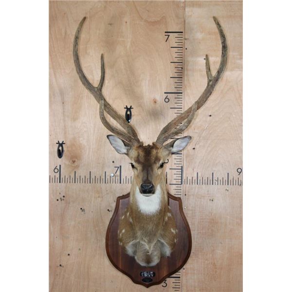 Big AXIS DEER Shoulder Mount in Partial Velvet on a Wood Plaque