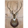 Image 1 : Big AXIS DEER Shoulder Mount in Partial Velvet on a Wood Plaque
