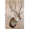Image 2 : Big AXIS DEER Shoulder Mount in Partial Velvet on a Wood Plaque