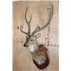 Image 3 : Big AXIS DEER Shoulder Mount in Partial Velvet on a Wood Plaque