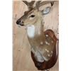 Image 4 : Big AXIS DEER Shoulder Mount in Partial Velvet on a Wood Plaque