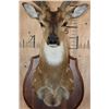 Image 5 : Big AXIS DEER Shoulder Mount in Partial Velvet on a Wood Plaque