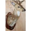 Image 6 : Big AXIS DEER Shoulder Mount in Partial Velvet on a Wood Plaque
