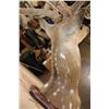 Image 7 : Big AXIS DEER Shoulder Mount in Partial Velvet on a Wood Plaque