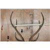 Image 8 : Big AXIS DEER Shoulder Mount in Partial Velvet on a Wood Plaque