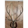 Image 9 : Big AXIS DEER Shoulder Mount in Partial Velvet on a Wood Plaque