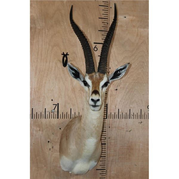 Big THOMSON'S GAZELLE Shoulder Mount