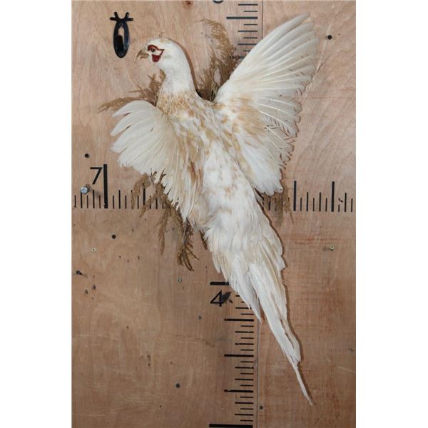 *Rarely Seen* Flying BUFF RING-NECKED PHEASANT on a Wood Plaque