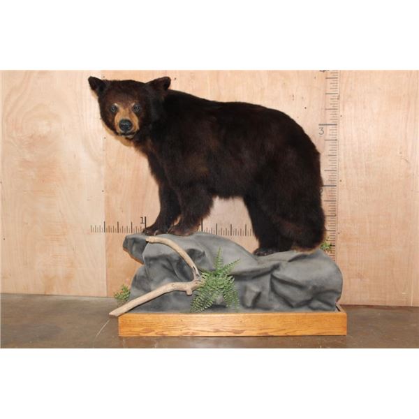 Life-sized BLACK BEAR on a Decorative Wood Base