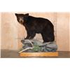 Image 1 : Life-sized BLACK BEAR on a Decorative Wood Base