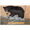Image 2 : Life-sized BLACK BEAR on a Decorative Wood Base
