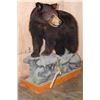 Image 3 : Life-sized BLACK BEAR on a Decorative Wood Base