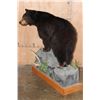 Image 4 : Life-sized BLACK BEAR on a Decorative Wood Base