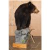 Image 6 : Life-sized BLACK BEAR on a Decorative Wood Base
