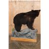 Image 7 : Life-sized BLACK BEAR on a Decorative Wood Base