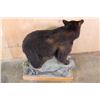 Image 8 : Life-sized BLACK BEAR on a Decorative Wood Base