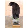 Image 9 : Life-sized BLACK BEAR on a Decorative Wood Base
