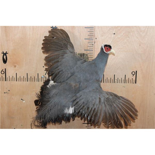 Flying BLUE EARED PHEASANT on a Log Base